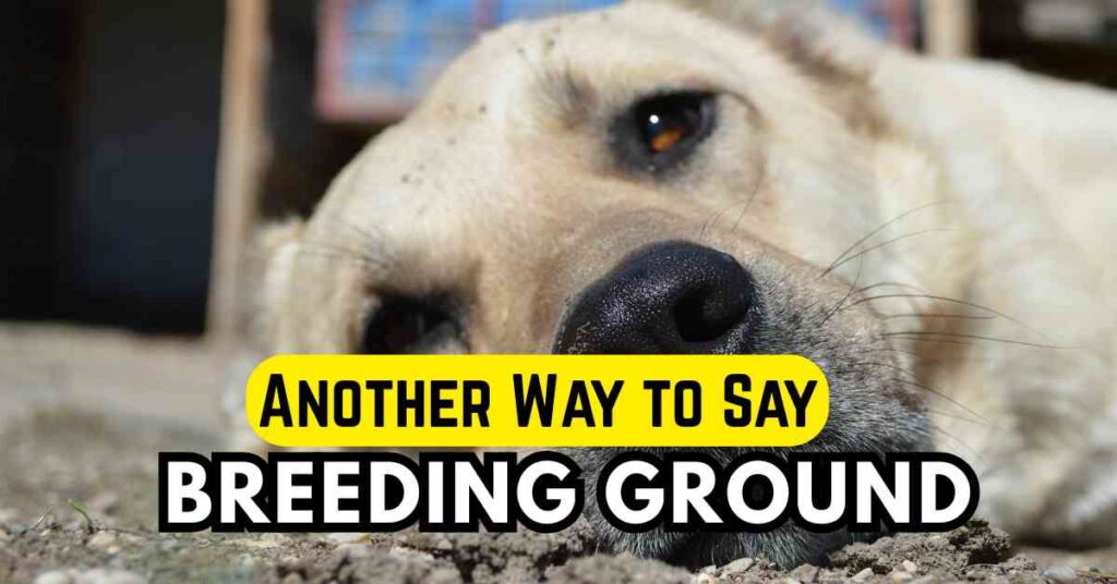 Another Way to Say Breeding Ground