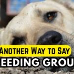 Another Way to Say Breeding Ground