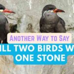 Another Way to Say Kill Two Birds with One Stone