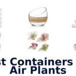best containers for air plants