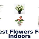 best flowers for indoors