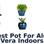 best pot for aloe vera indoors
