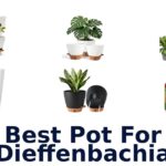 best pot for dieffenbachia
