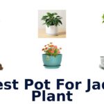 best pot for jade plant
