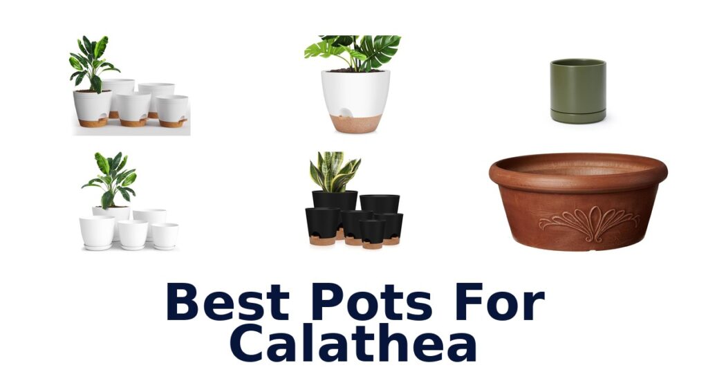 best pots for calathea