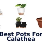 best pots for calathea